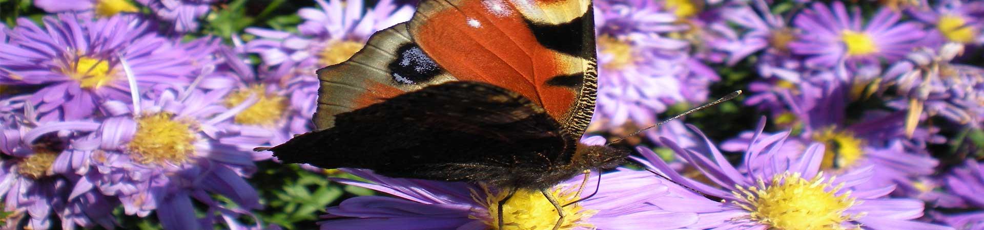 Schmetterling1